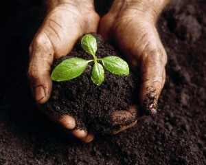 two hands holding a plant growing out of the compost 
