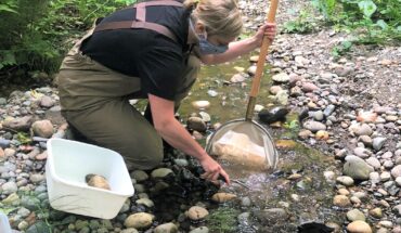 A stream scientist in waders collects stream bug samples with a large net.