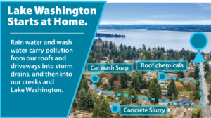 Lake Washington Starts at Home. All storm drains flow to Lake Washington. 