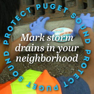 volunteer to mark storm drains and protect Puget Sound