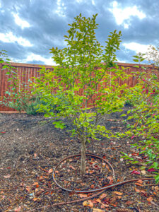 A tree surrounded by a drip irrigation system