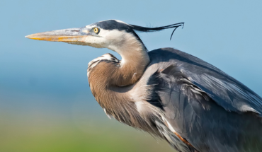 Great Blue Heron on a perch in a wetland